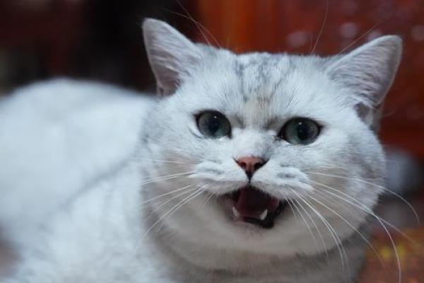 喵星人母爱闪耀：揭秘大猫妈妈的星座秘密