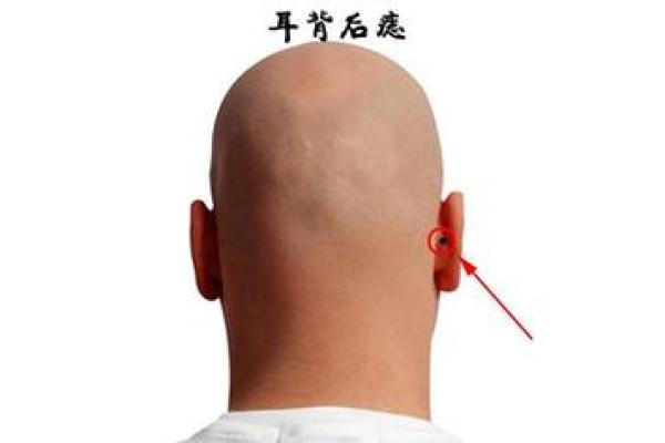 识人秘术：耳朵透露的面相奥秘，一眼看穿人心