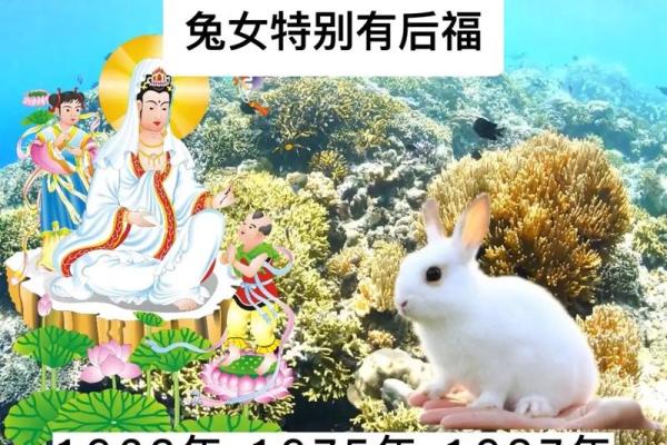 生肖兔的爱情秘籍：揭秘与谁相配最幸福？