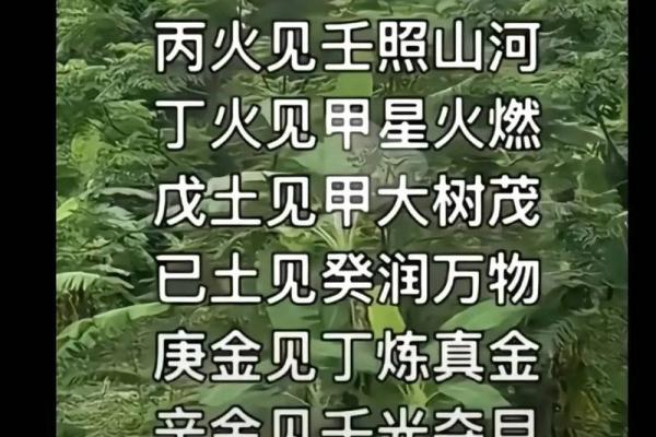 探索天干甲木与丁火的神秘力量