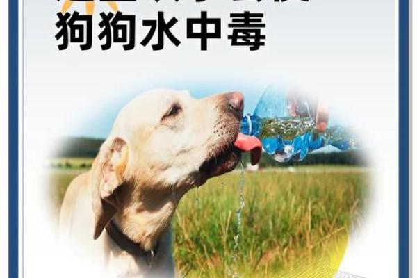 年狗宝宝：揭秘水命背后的神秘力量