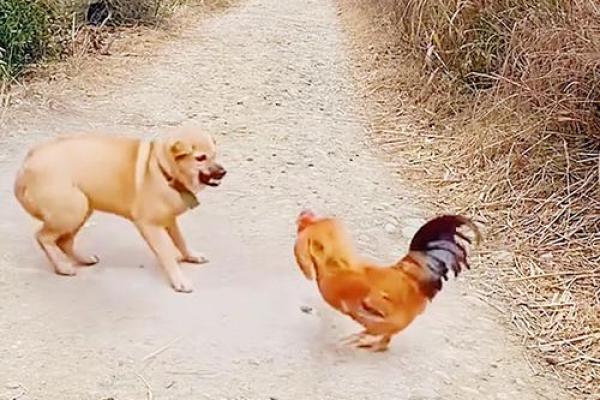 鸡犬相戏：属鸡喜结连理，属狗情缘深厚