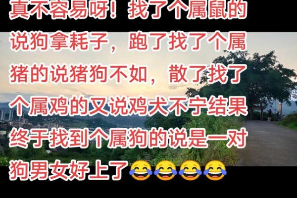 鸡犬相戏：属鸡喜结连理，属狗情缘深厚