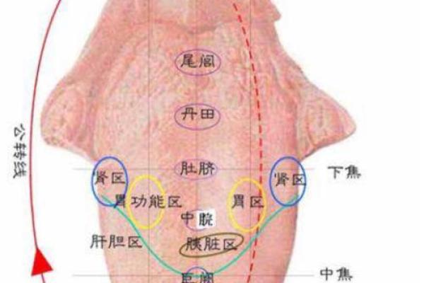 麻衣神相传世秘籍：喉结痣的惊人预兆，你了解多少？