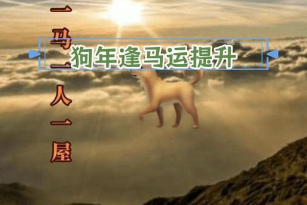 明年狗年五行是什么命？揭秘2025狗年命理运势