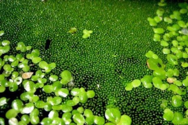 浮萍生肖：随波逐流的生肖传奇